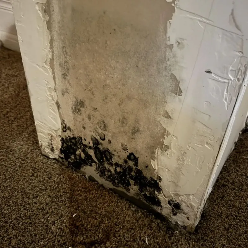 Professional Mold Removal in Colusa County, CA